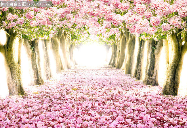 高清浪漫花海壁纸