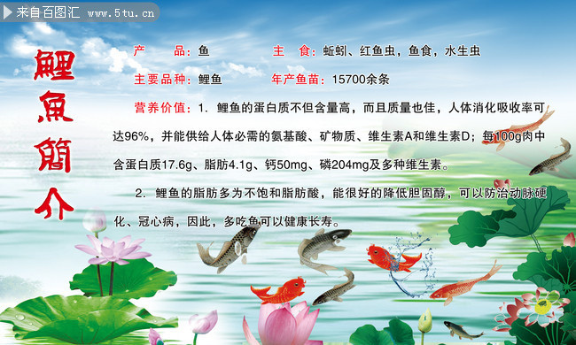 鲤鱼介绍展板 鱼psd分层展板