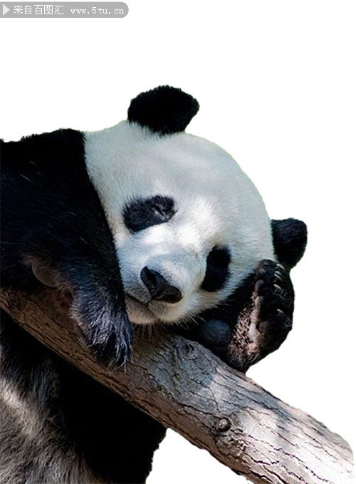 10图国宝大熊猫抠图照片打包下载
