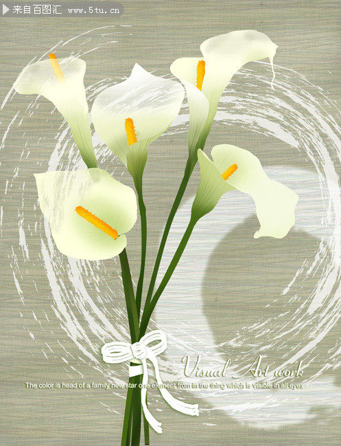 白色马蹄莲图片