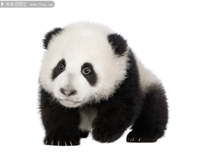 可爱大熊猫