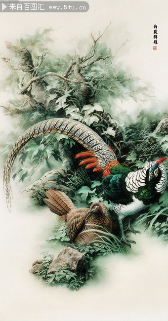 安闲白腹锦鸡工笔图片