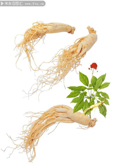 三款人参图片
