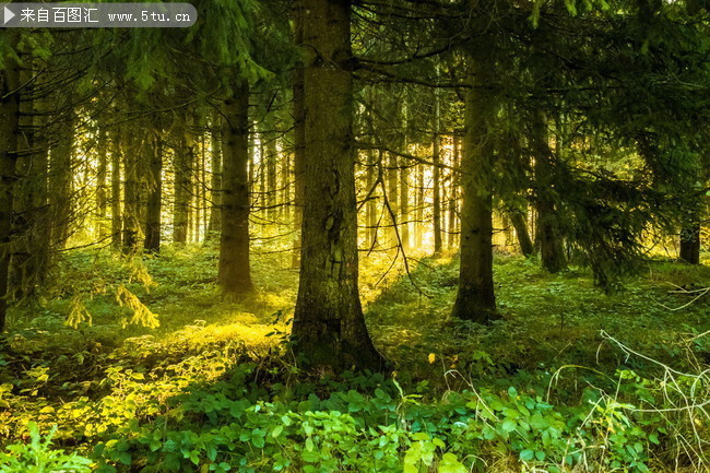 绿色森林风景图片-高清图片-百图汇设计素材