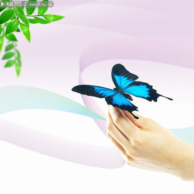 停在手上的蝴蝶图片
