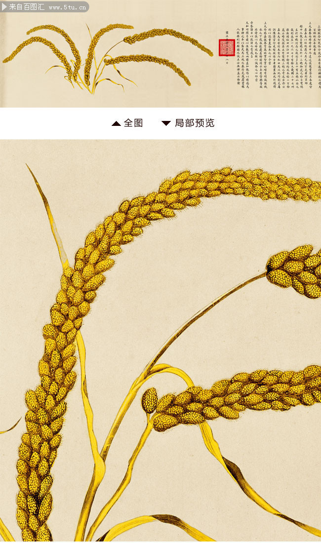 清 郎世宁 瑞谷图