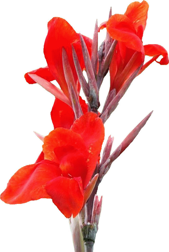 74张美人蕉火鹤花鲜花花朵图片打包下载-精美小图-百图汇设计素材