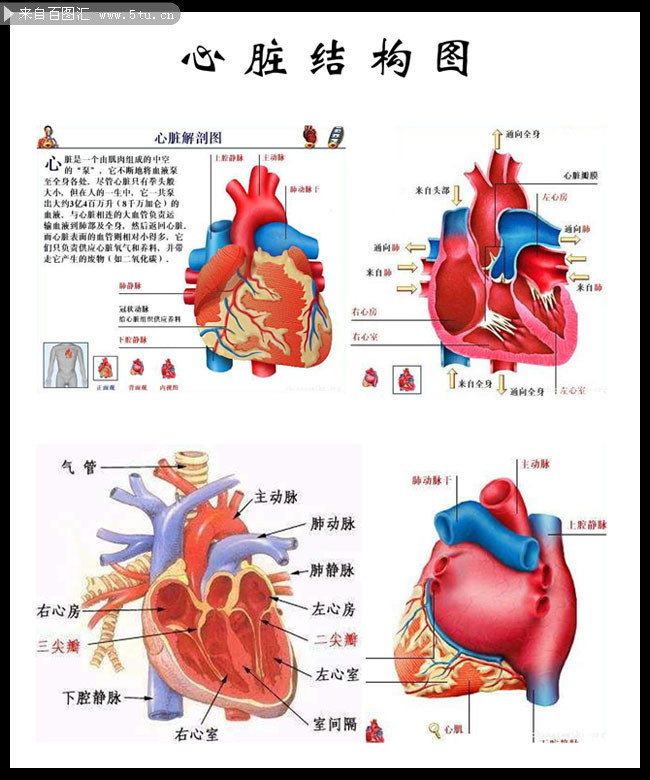 心脏图解剖图彩色-千图网