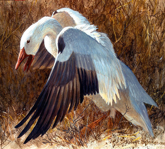 70张油画鸟类图片打包下载