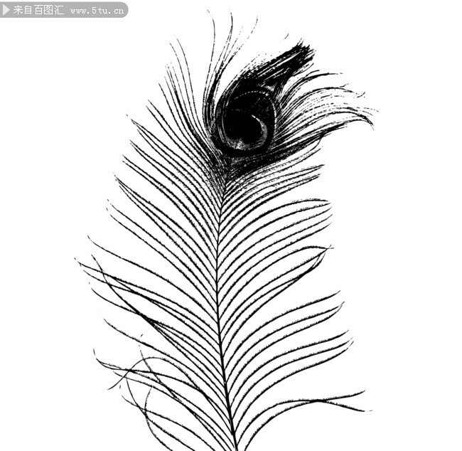 黑白孔雀羽毛矢量图