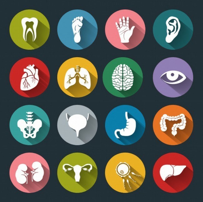 人体器官扁平图标图片