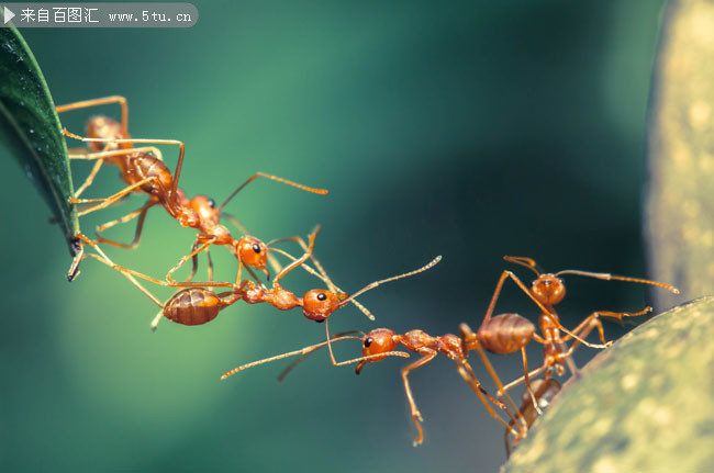 蚂蚁图片