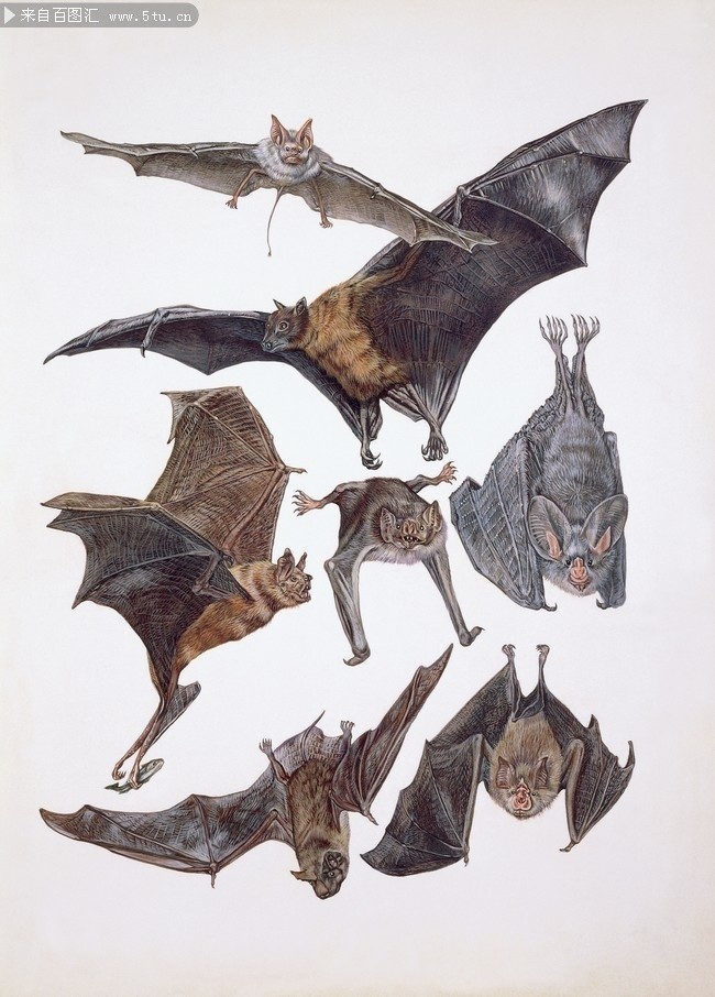 手绘蝙蝠图片