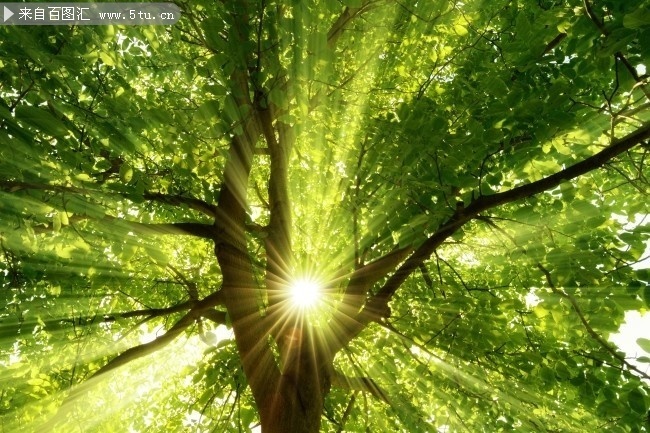 透过树叶的阳光