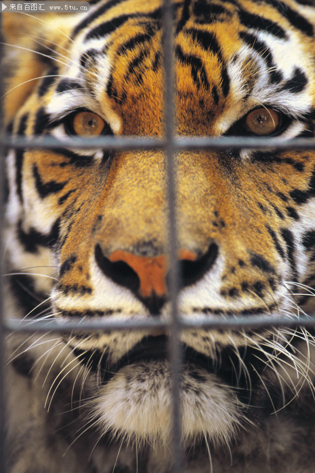 笼子里的老虎
