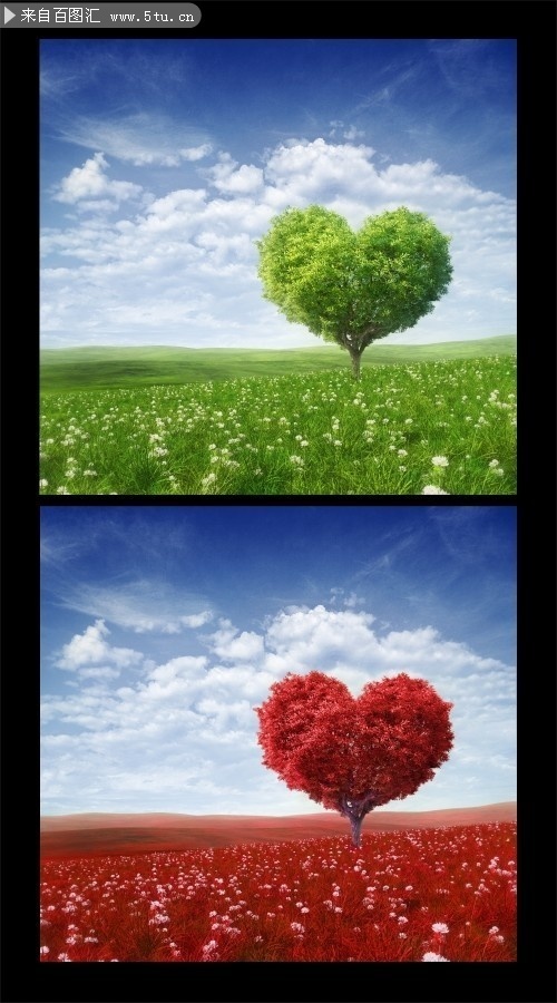 草原上的爱心树风景图片素材