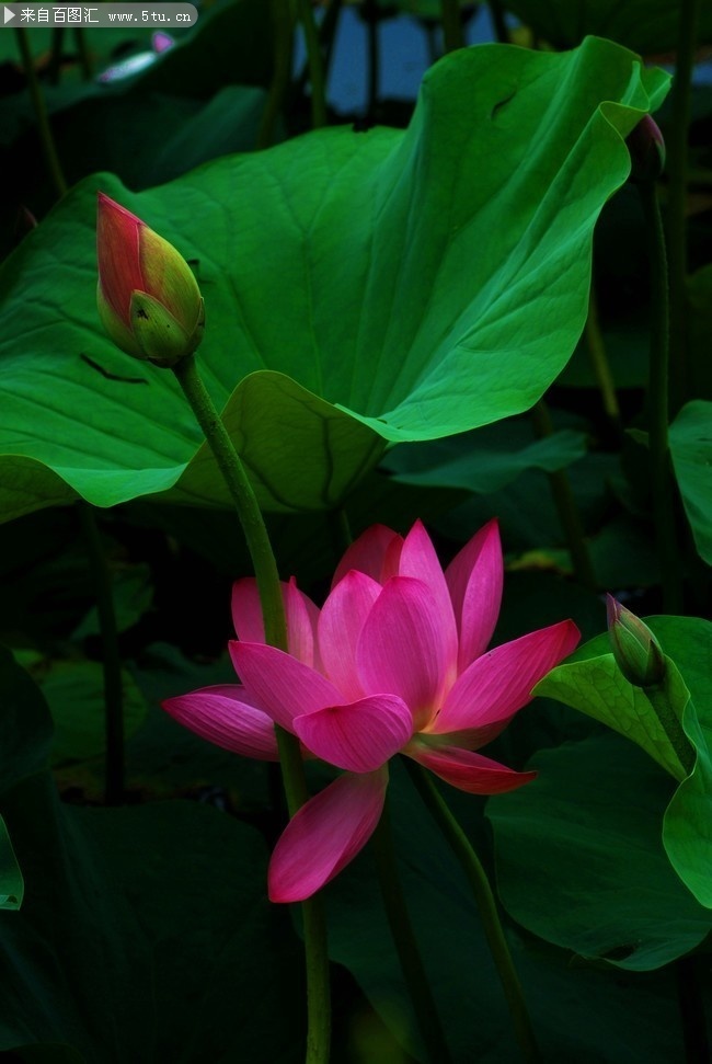 荷花摄影图片素材