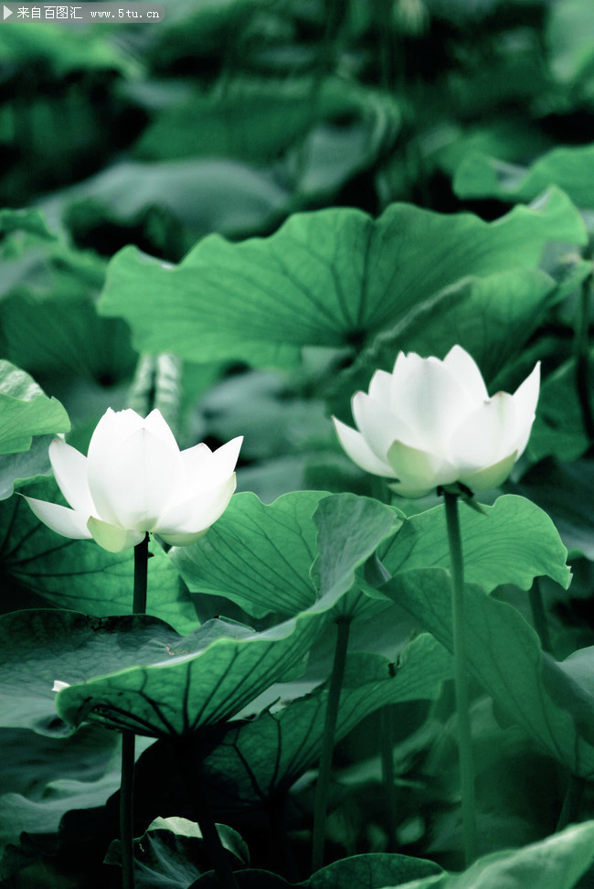 白色莲花摄影图片