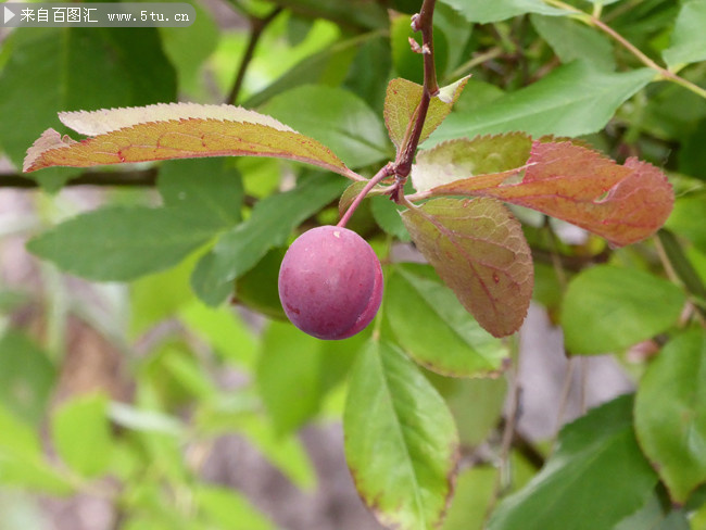 紫色梅子果树图片素材