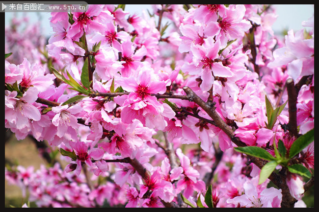 粉色桃花高清摄影图片素材