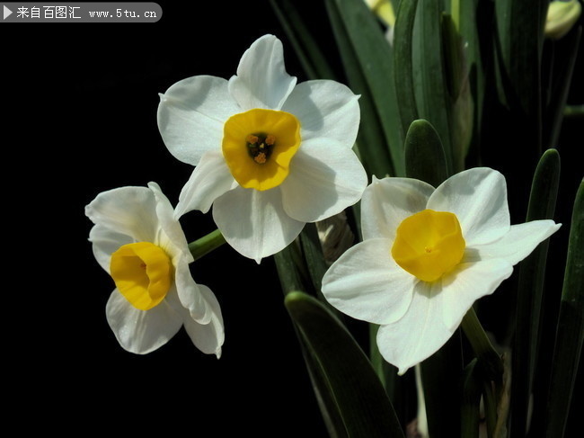 水仙花特写摄影高清图片-原创设计素材交易-百图汇设计素材