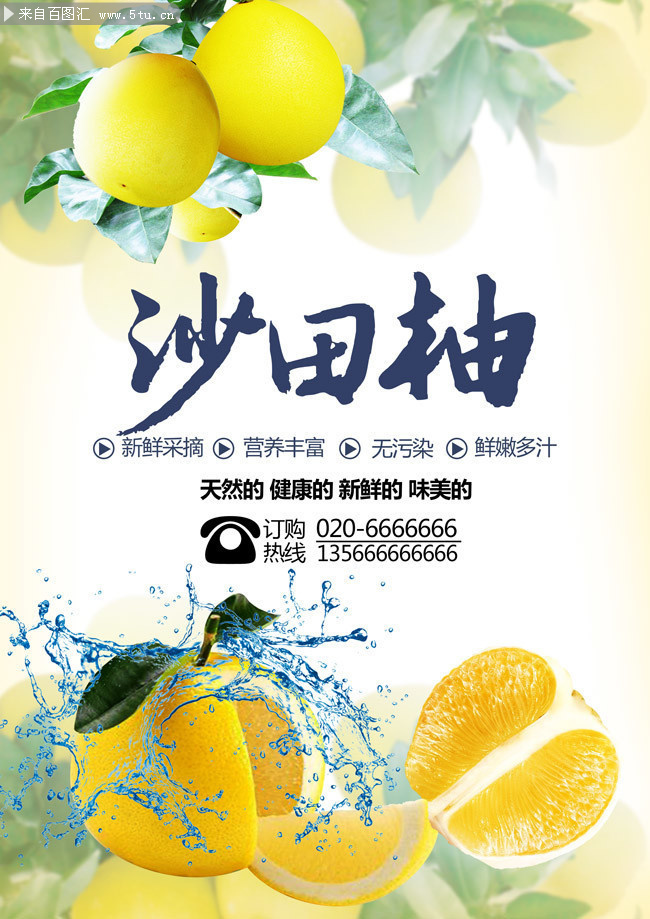 沙田柚水果宣传海报图片素材