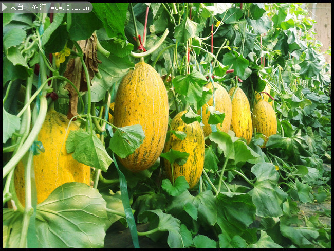 哈密瓜种植高清图片