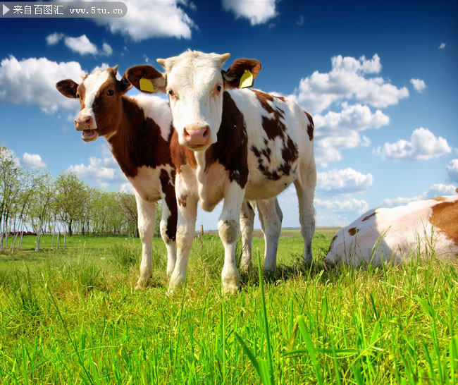 奶牛高清图片素材
