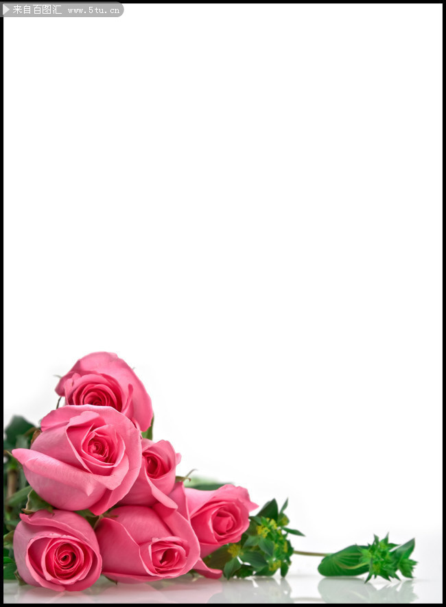 粉色玫瑰花背景图片-高清图片-百图汇设计素材