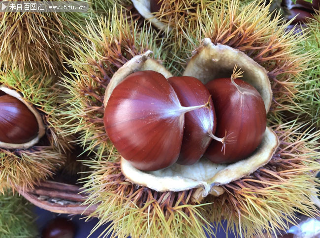 新鲜板栗高清摄影图片