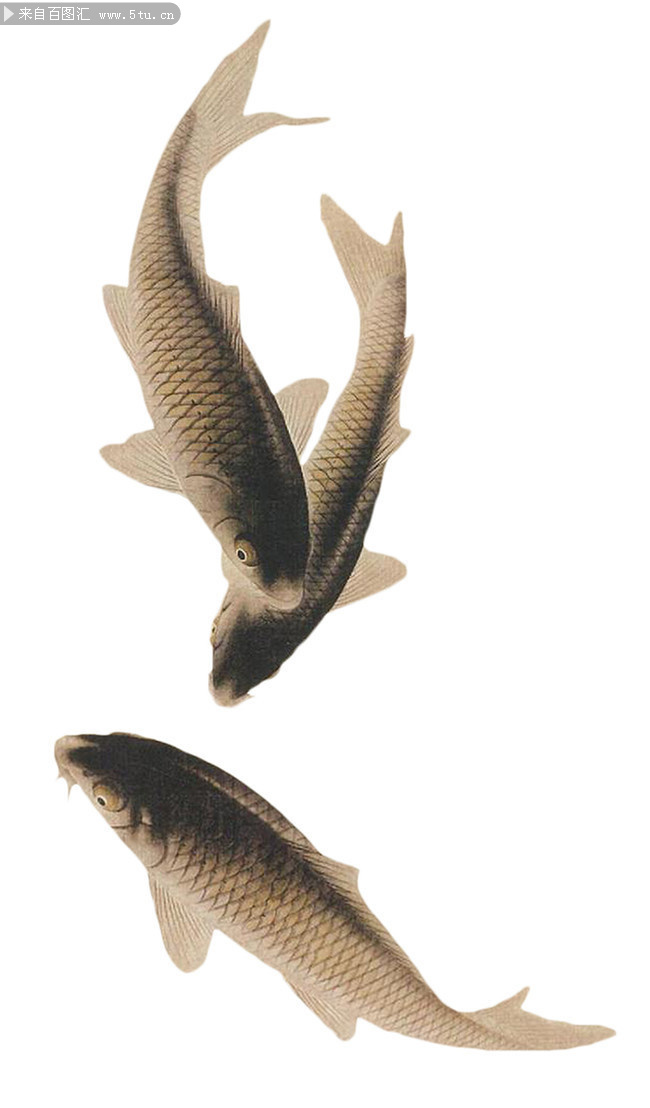 工笔鲤鱼图片素材