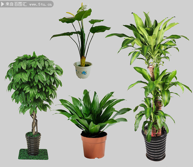 室内植物盆栽图片-psd素材-百图汇设计素材
