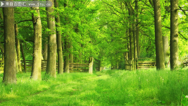 树林风景图片素材