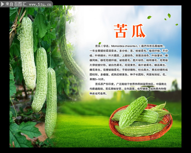 苦瓜介绍海报图片资料