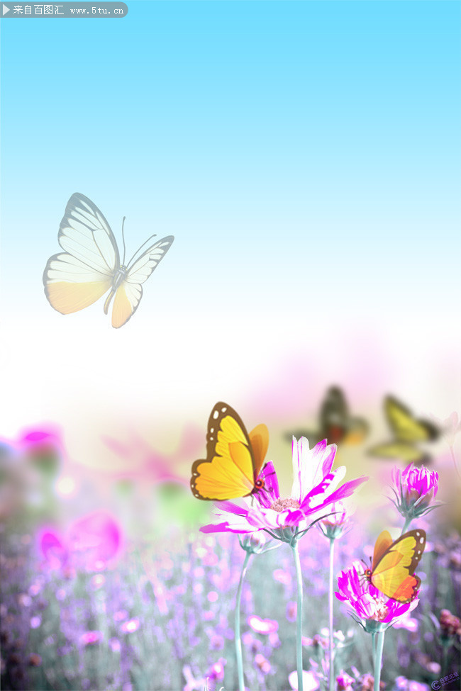 蝴蝶花朵清新背景下载