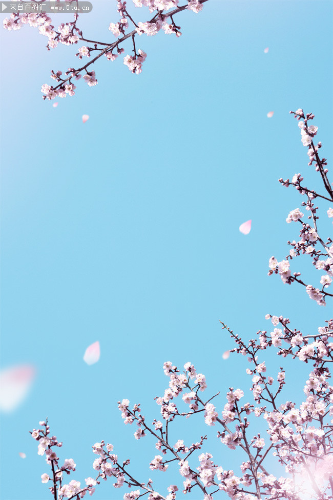 粉色桃花海报背景图片