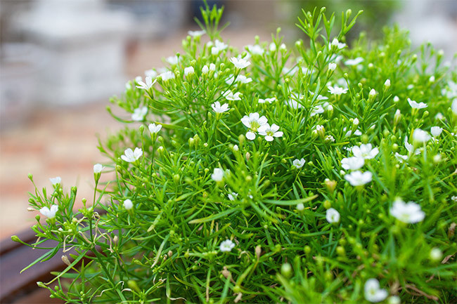 清新满天星白色小花花朵