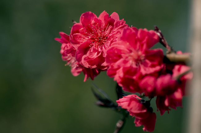 红桃花图片-原创设计素材交易-百图汇设计素材