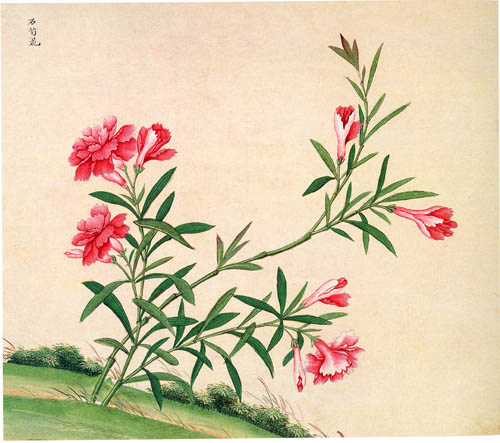 中国传统水彩画华南植物画花鸟植物