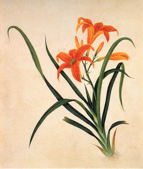 中国传统水彩画华南植物画花鸟植物