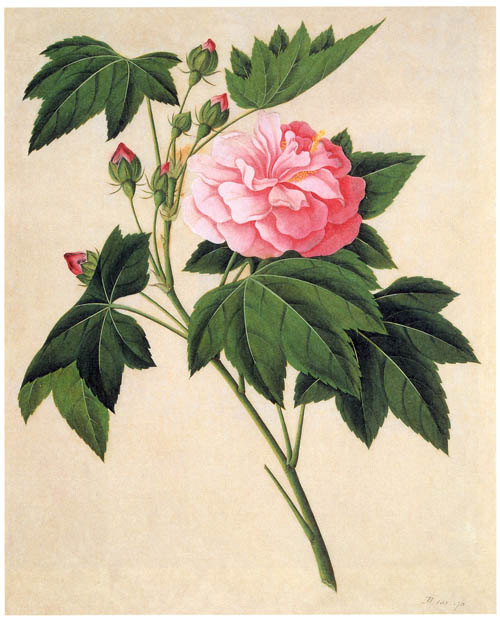 中国传统水彩画华南植物画花鸟植物