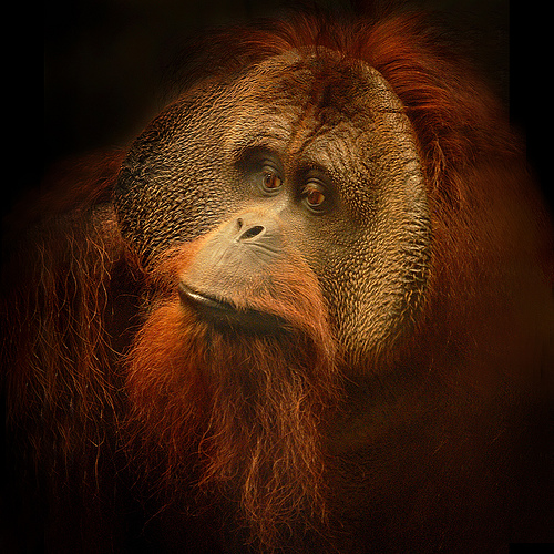 漂亮的动物摄影作品欣赏