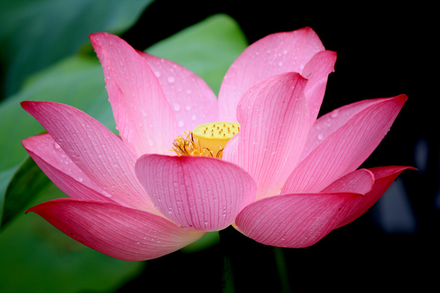 [原创]荷花作品送大家4280x2860-高清图片-百图汇设计素材