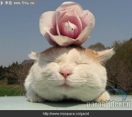 一只胖胖的猫叫猫叔