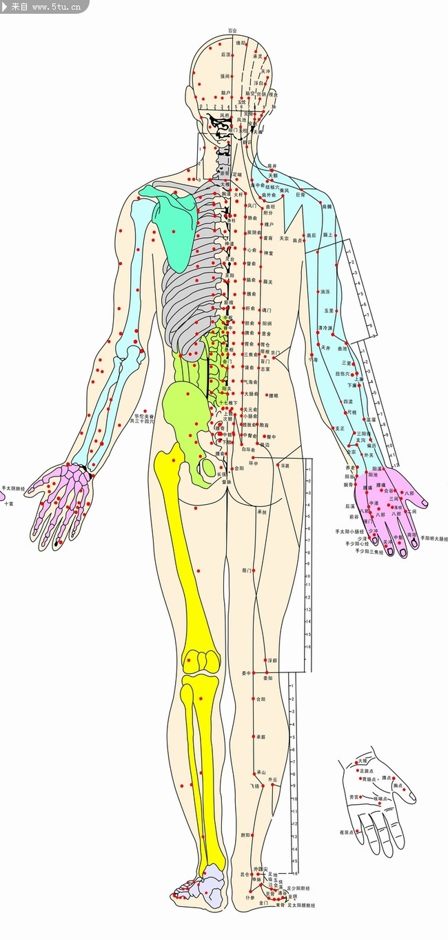 人体经络穴位图