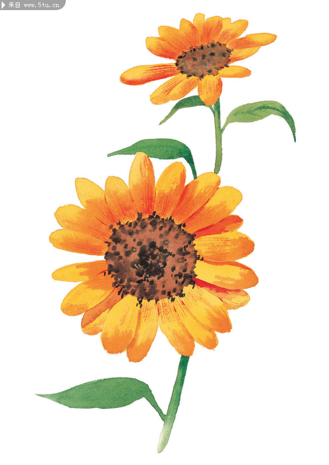 6朵水彩风格向日葵高清图片