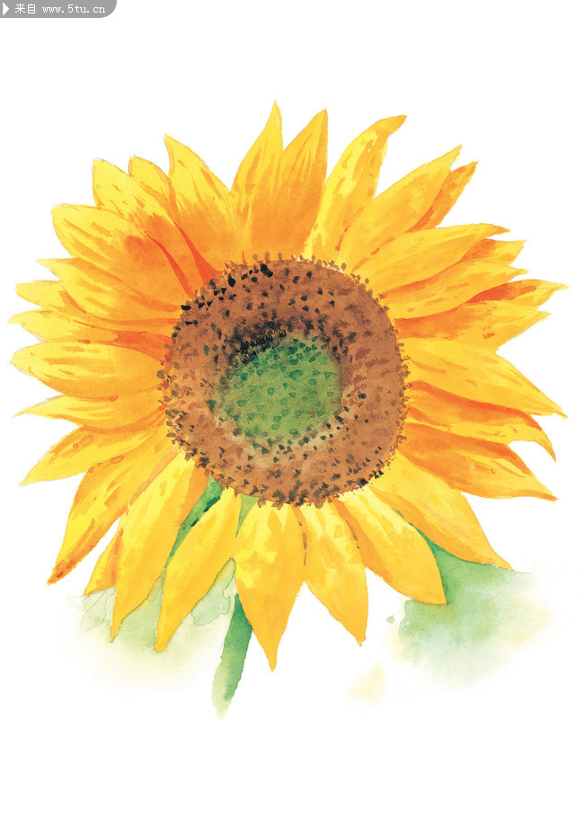 6朵水彩风格向日葵高清图片