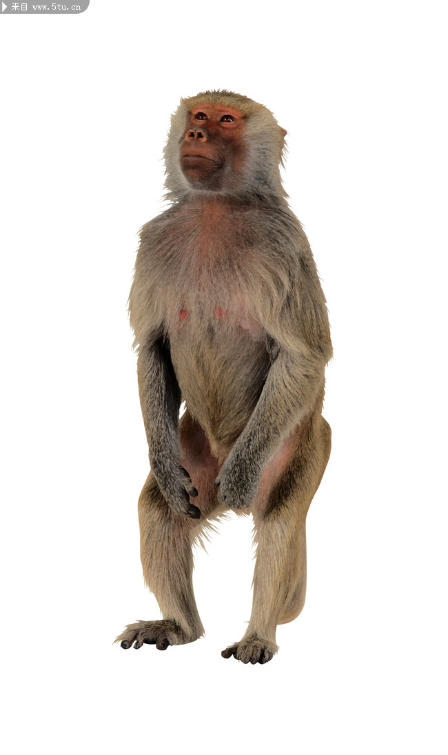 猴子与猩猩高清图片