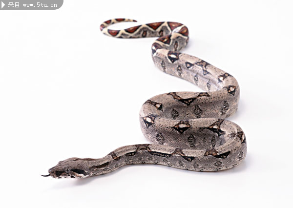 高清晰爬行动物蛇