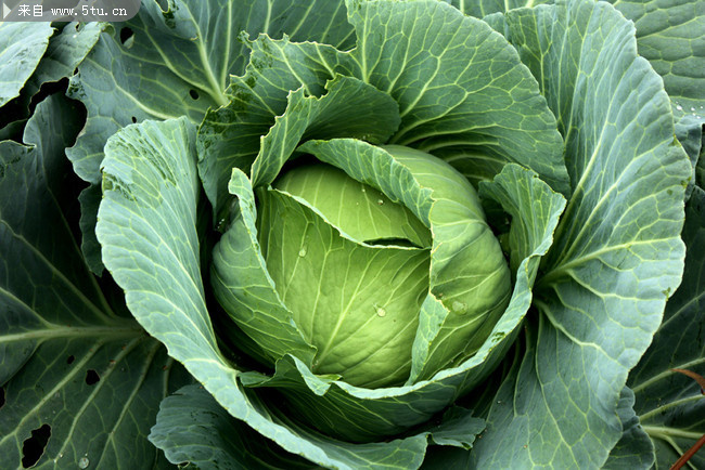 [原创]绿色环保卷心菜4272x2848-高清图片-百图汇设计素材